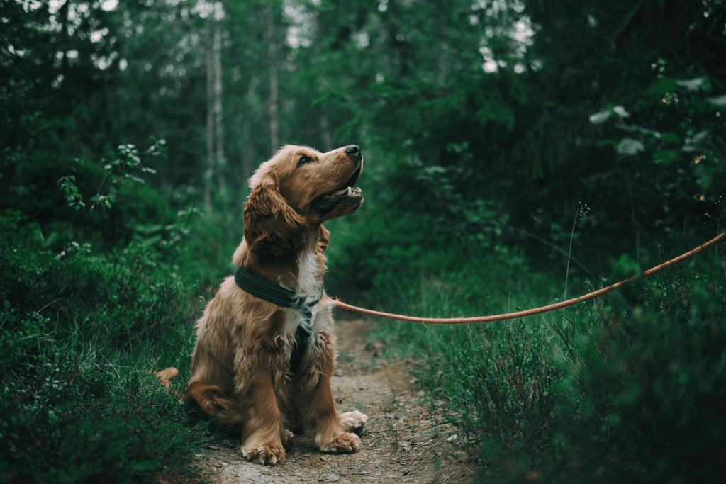 UK dog owners face fines of up to £500 for poor behaviour in public spaces under new rules