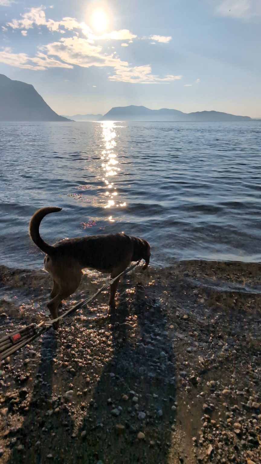 Blood dog on tour in Hundeidvik, Norway