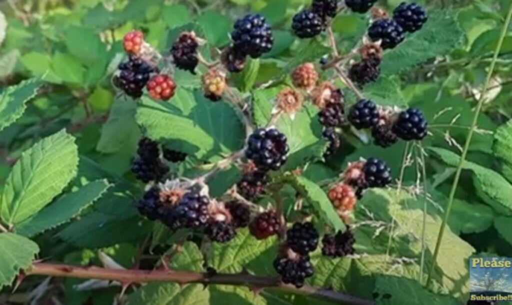 The Environmental Impact Of Eating Himalayan Blackberries