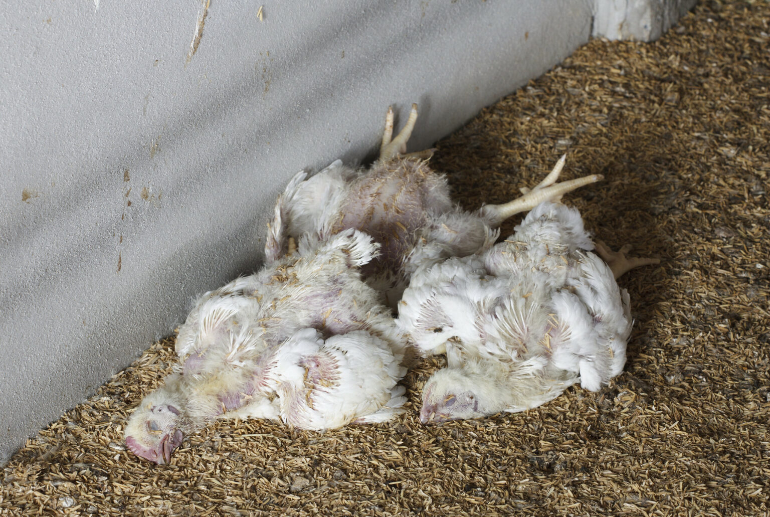 EU grants €14M to Poland for avian flu farm losses EU grants €14M to Poland for avian flu farm losses