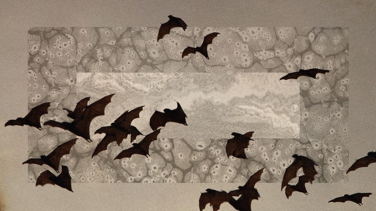 A potentially mutating bat virus has some scientists worried about the next pandemic
