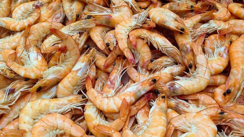 Norway and EU agree to cut North Sea shrimp quota by 12 per cent