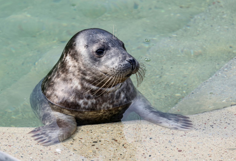 Lithuania bids to save Baltic seals as ice sheets recede The seals have been nurtured at a rehabilitation centre in the Lithuanian port of Klaipeda (Petras Malukas)