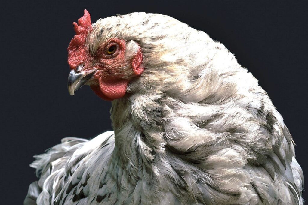 Newcastle disease hits flocks in Poland, North Macedonia