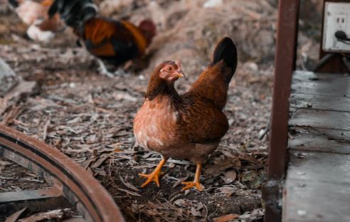 Malta lifts Newcastle Disease restrictions after successful containment Malta lifts Newcastle Disease restrictions after successful containment