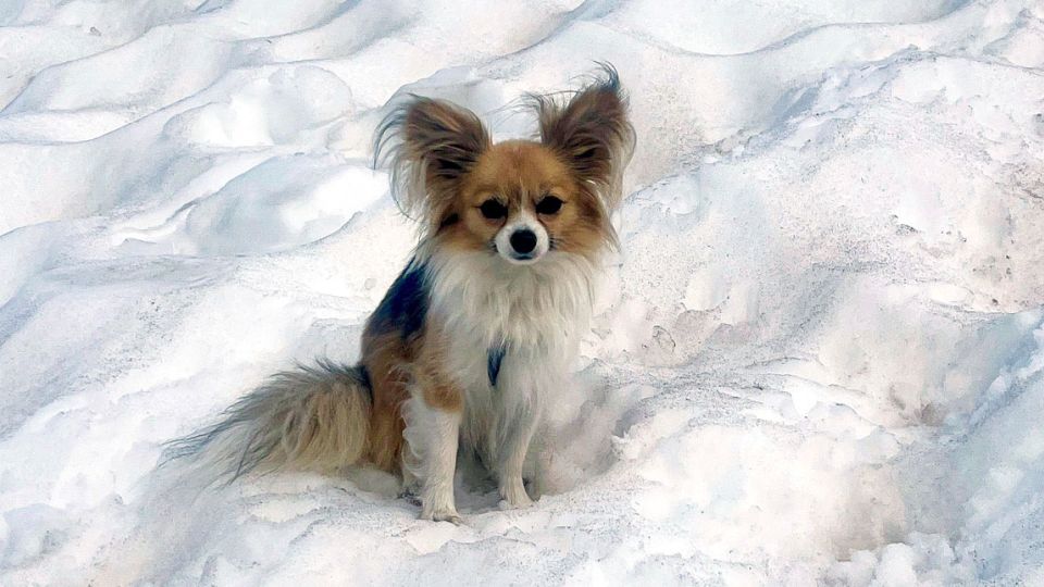 He fell into a crevasse in Switzerland. Then his Chihuahua saved the day Yahoo news home