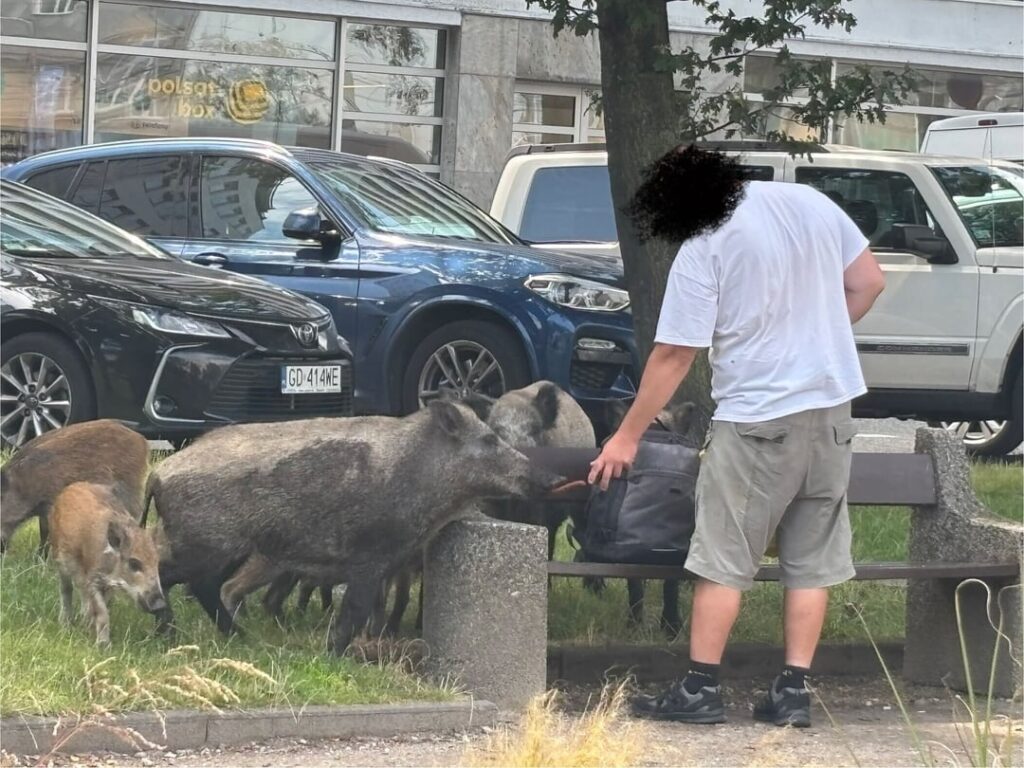 Where did so many wild boars in Gdynia come from? A story in several acts