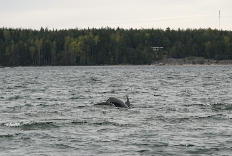 Rare dolphin sightings reported in Gulf of Finland Rare dolphin sightings reported in Gulf of Finland