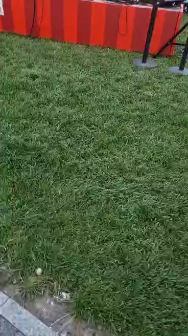 Green Goose Theater in the Wild