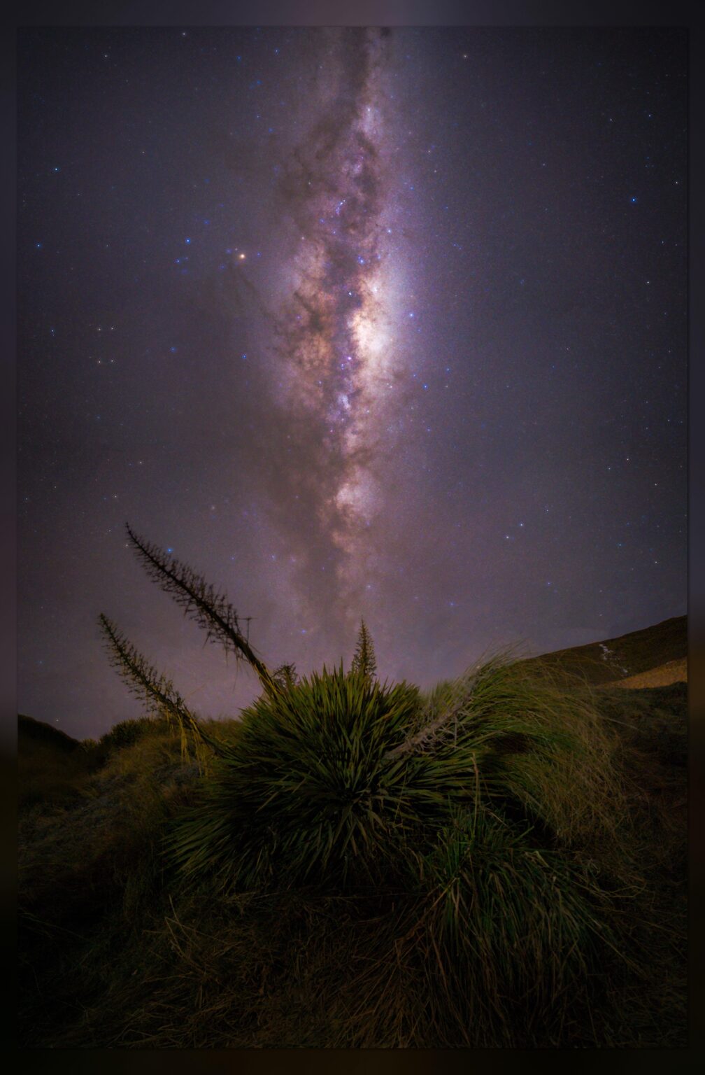 A lone Spaniard under the stars | Crown Range, New Zealand