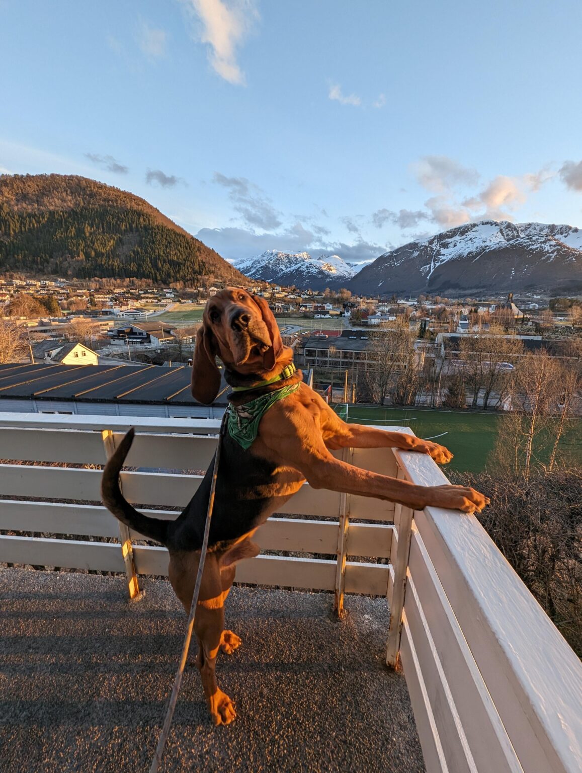 Lost Dog in Sykkylven Norway