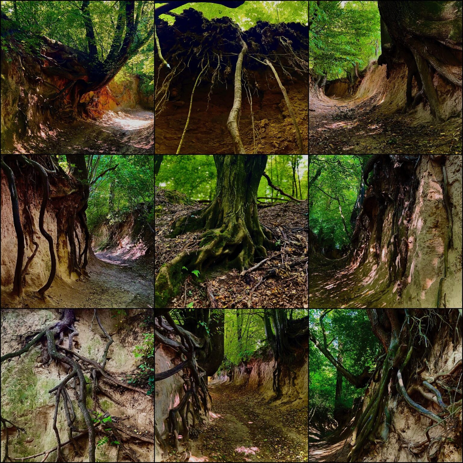 Root pit in Kazimierz Dolny is straight out of a fairy tale ...