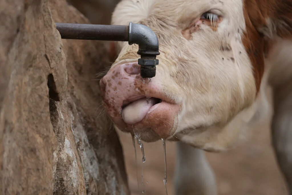 Water tanks replace springs on a Serbian mountain as drought endangers some 1,000 cows and horses Yahoo news home