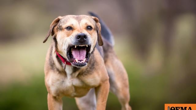 Kozani: Dog escaped the attention of its owner and bitten 36 -year -old