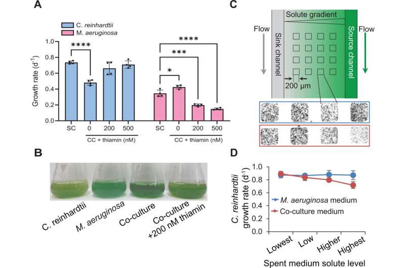 Harmful algae blooms have secret to success over other algaes