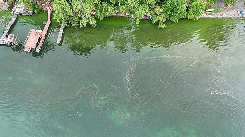 Harmful algae blooms have secret to success over other algaes