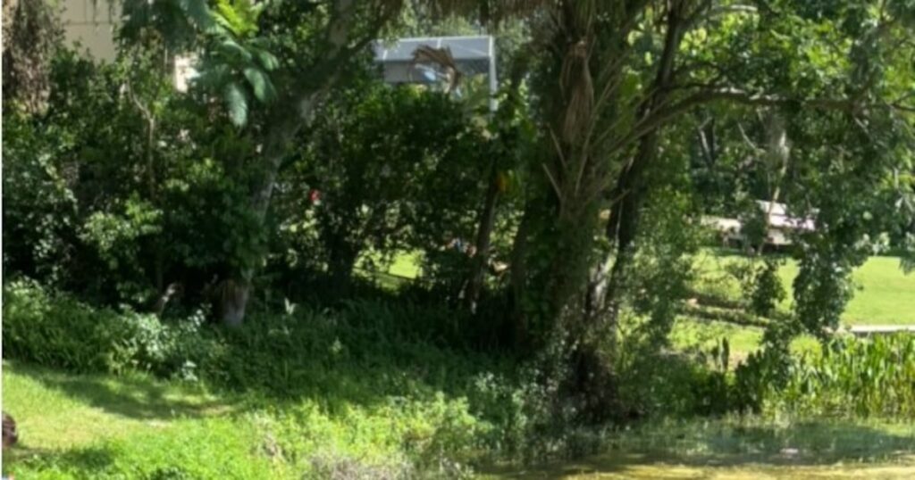 Health alert issued for Lake Olivia due to blue green algae