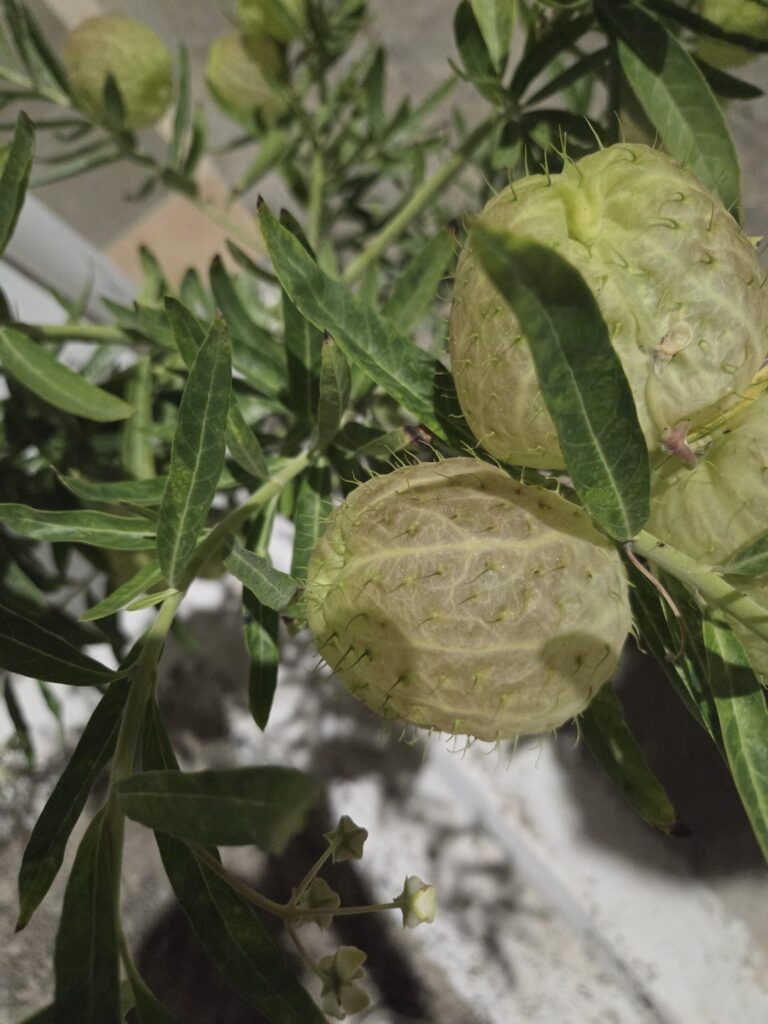 What is this plant I found?