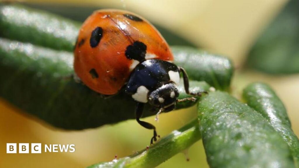 Ladybird numbers 'very high' due to warm weather