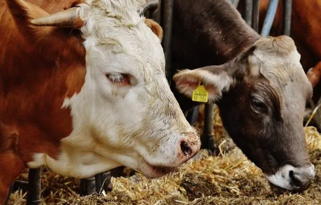 Disease outbreak, Kosovo temporarily bans import of live animals and pork from Serbia