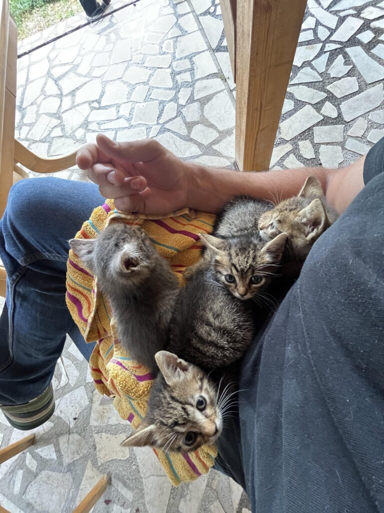 A little pussy is looking for a home