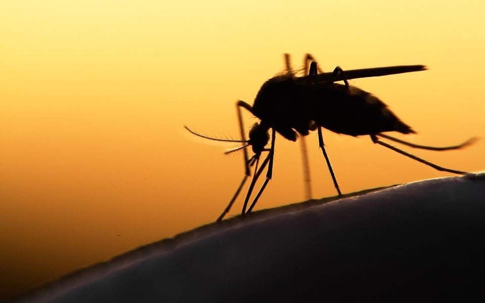 Three new West Nile virus cases reported in Greece, total now seven