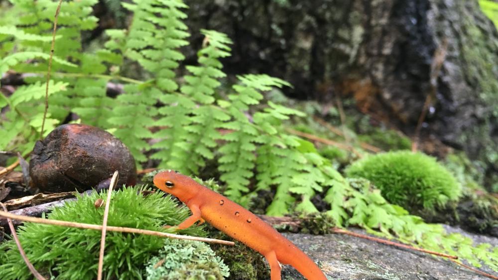 National foundation grant to support study on amphibian health at Penn State