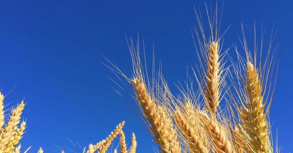 Poland faces serious problems due to lack of Ukrainian grain Poland faces serious problems due to lack of Ukrainian grain