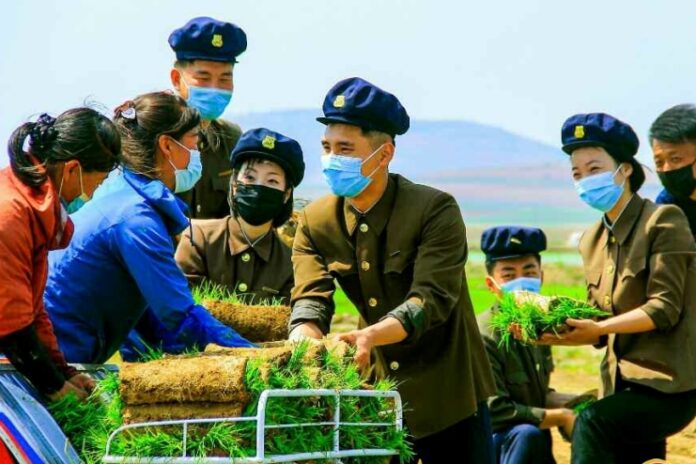 North Korean university students seen helping with the rice farming at a farm in South Pyongan province.