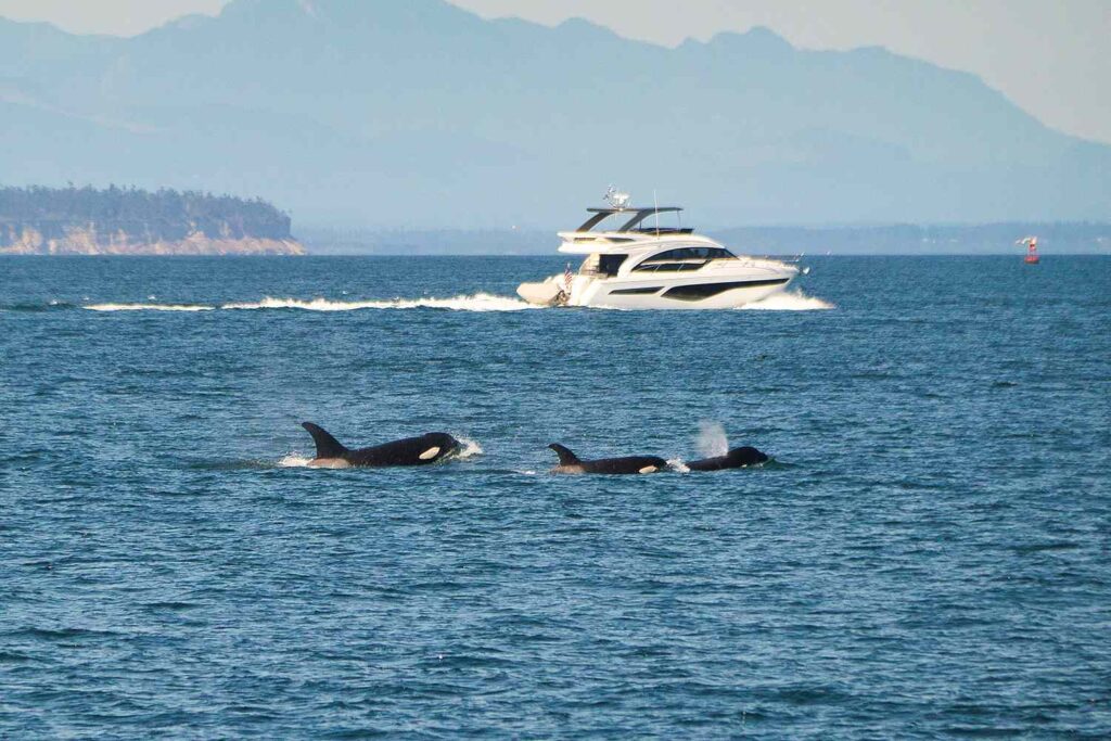 2 Sailors Rescued in Spain After Killer Whales Target Yacht in Organized Attack 2 Sailors Rescued in Spain After Killer Whales Target Yacht in Organized Attack