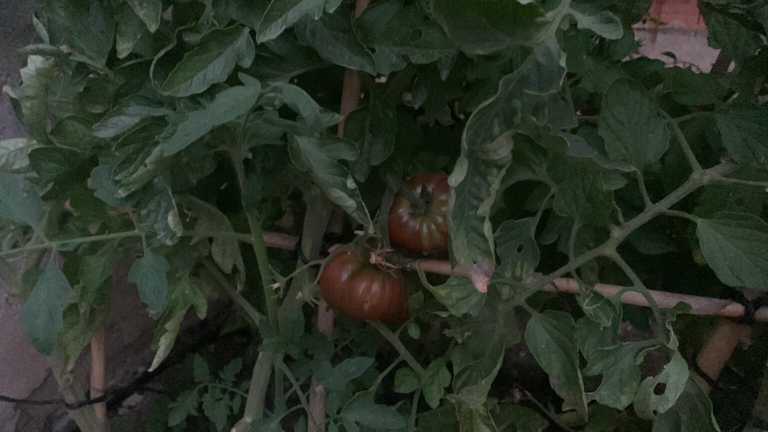 We continue with the harvest