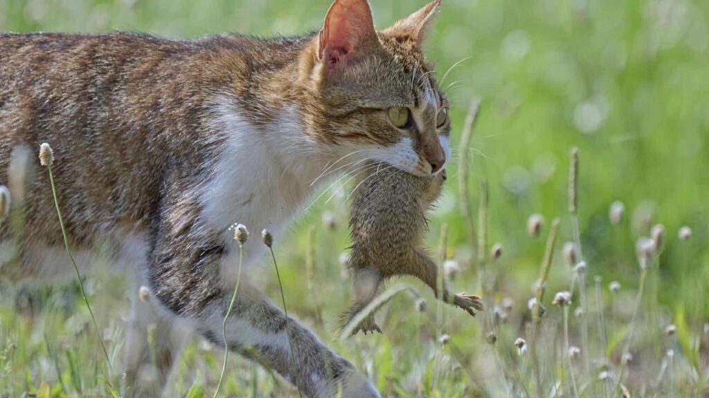 Stray cat exterminated a hare colony - "the cat is not to blame, we are to blame"
