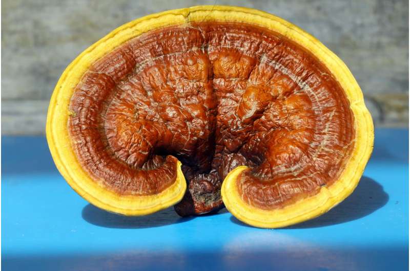pancreas