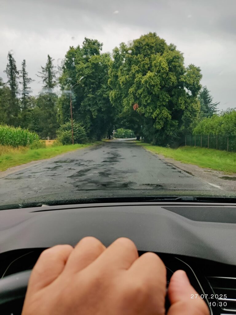 Trees on the roads