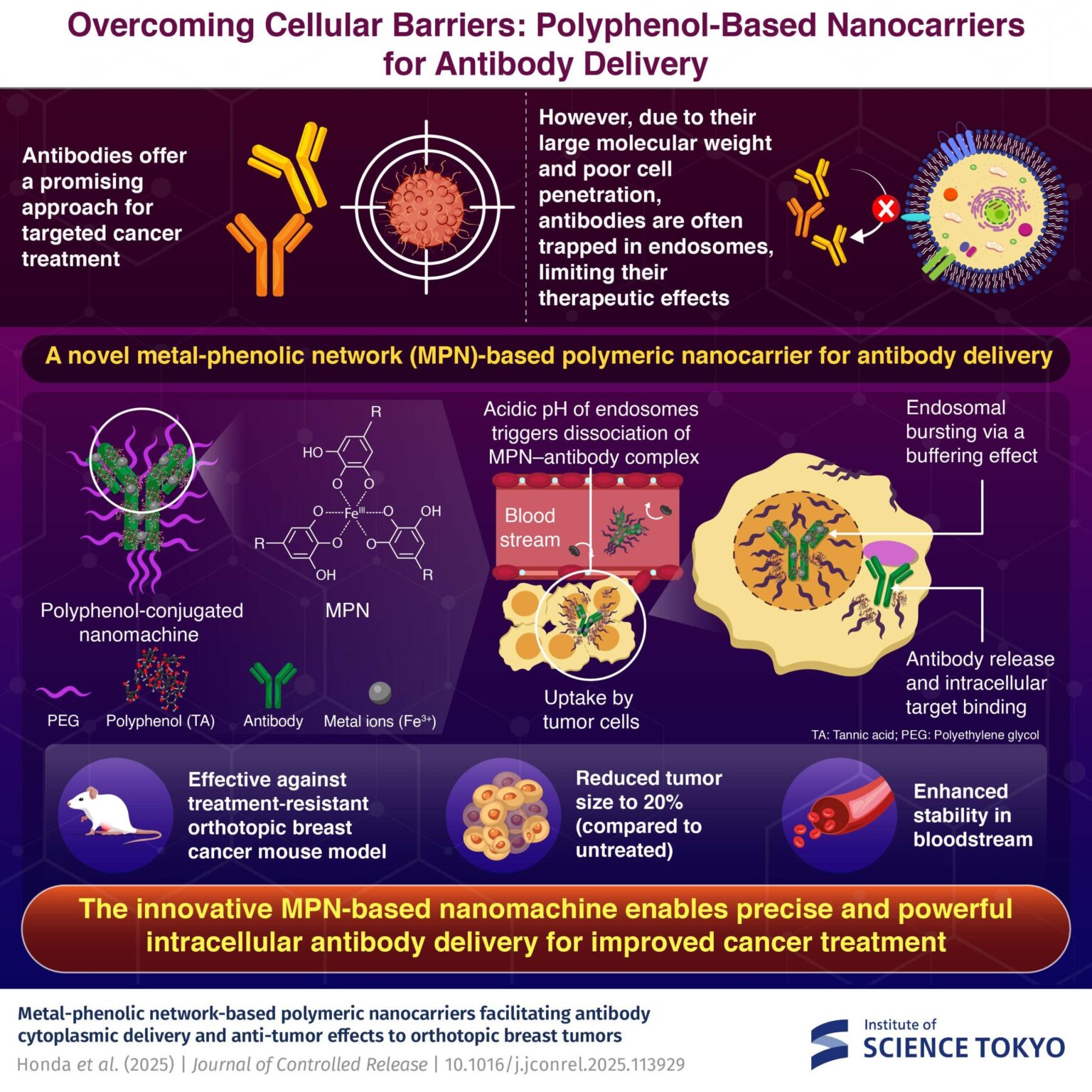 Polyphenol-conjugated nanocarrier system enhances antibody therapies for breast cancer