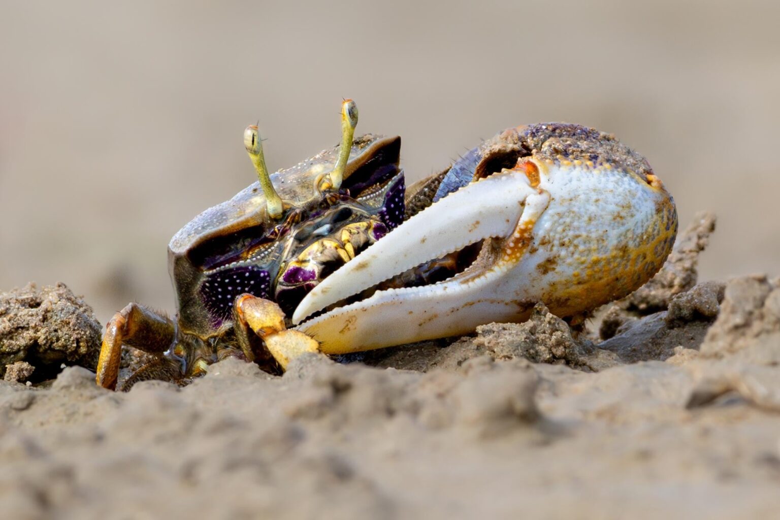 Violinist crab (Afruca Tangeri) in Cádiz, Andalusia.
