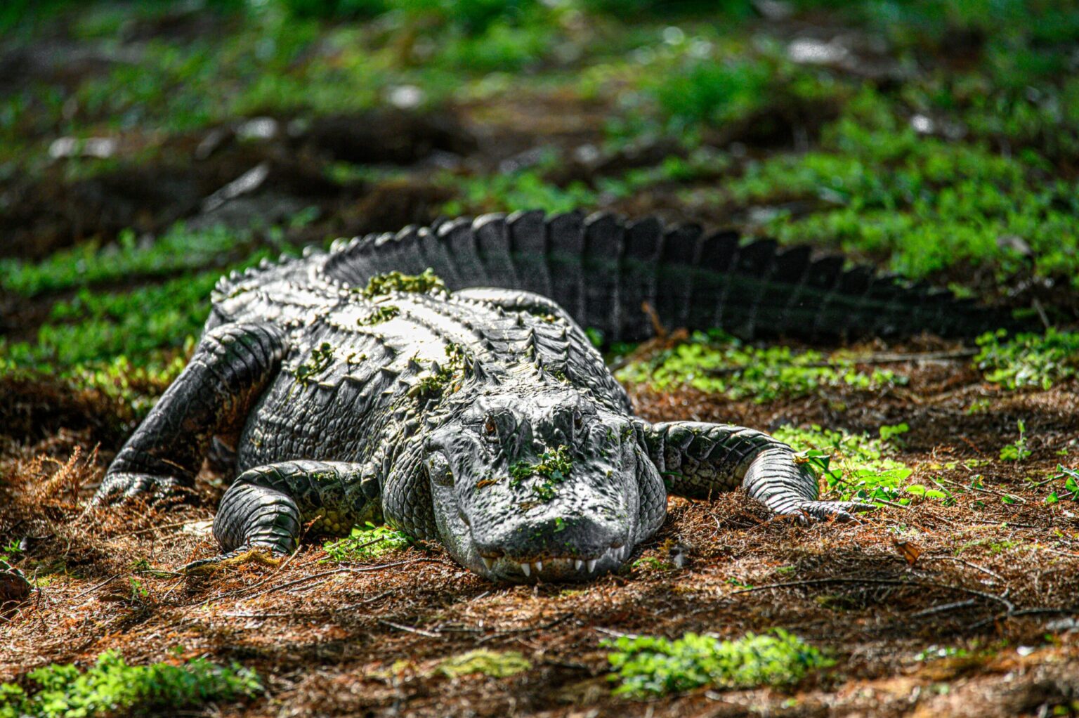 Alligator Alcatraz Raises Legal and Environmental Concerns
