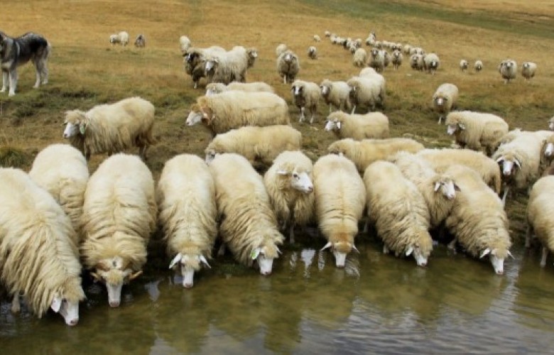"Bluetongue" disease present in Kosovo, no dead animals