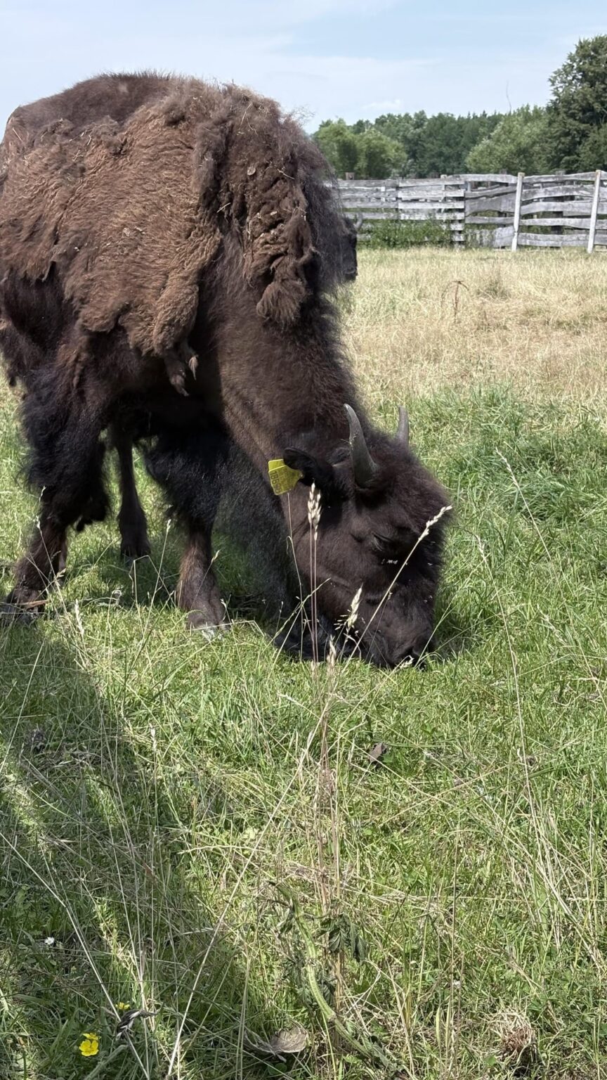 In a refreshing non- border or political post : some Bison near Staszow , in Świętokrzyska