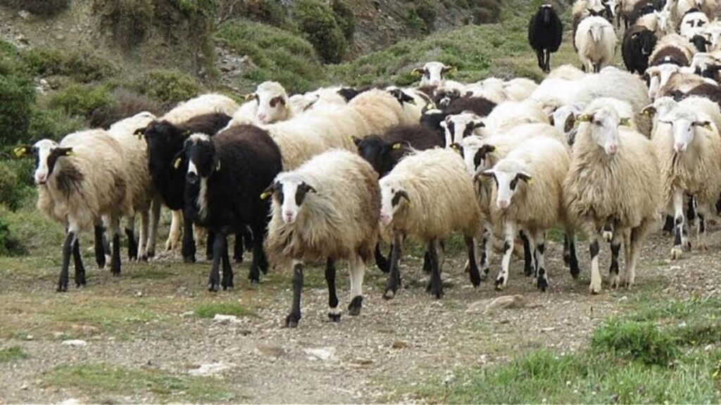 OPEKEPE: 4,000,000 lost sheep and goats were found in the Kourtali gorge of Rethymnon