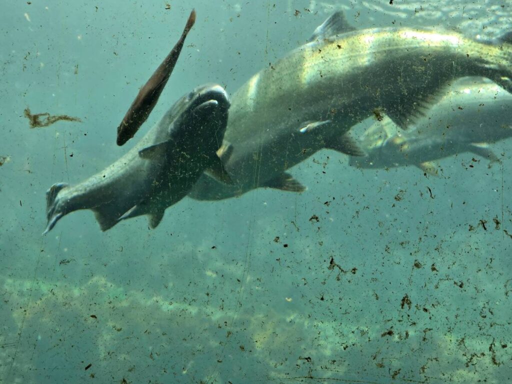 Fish Farmer - News - Cermaq offers bounty after major salmon escape in Norway