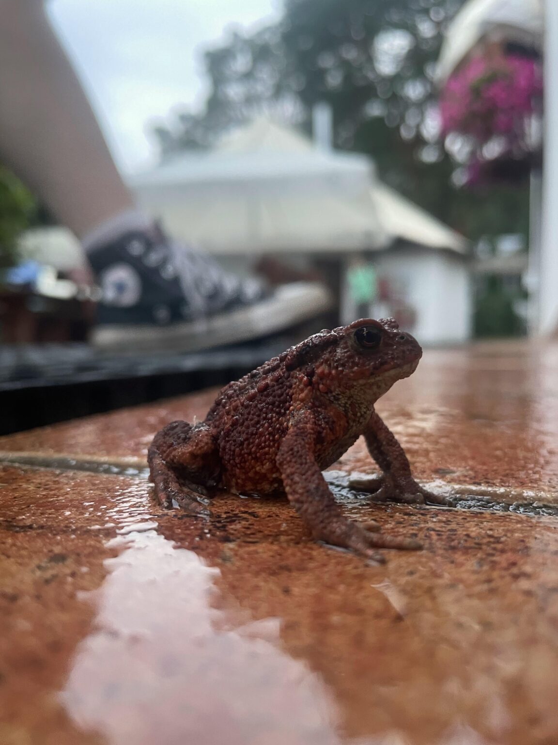 Wednesday's frog