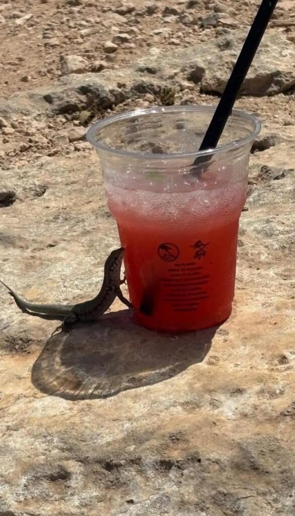 Drunken lizard 🦎 📍 blue lagoon