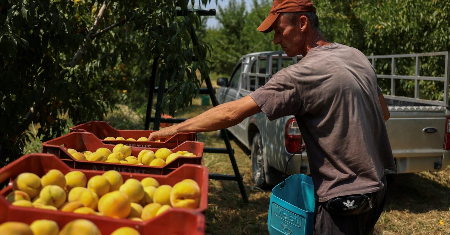 Trump tariffs send chill through Greek peach harvest [ Η εφαρμογή των δασμών συμπίπτει με τη συγκομιδή των ροδάκινων και δεν υπάρχει χρόνος να βρεθούν εναλλακτικοί αγοραστές ]