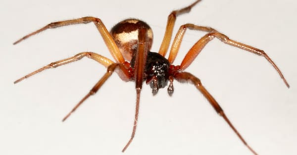 Spider with 'potentially sinister bite' establishes in New Zealand