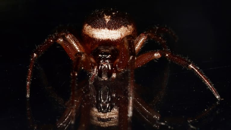 The spider was not aggressive but would bite defensively.