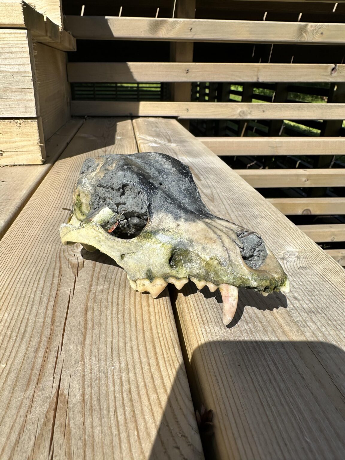 What kind of skull is this?  (Steinkjer)
