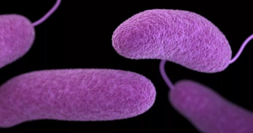 'Flesh-eating' bacteria leads to four deaths in Florida this year, health department reports