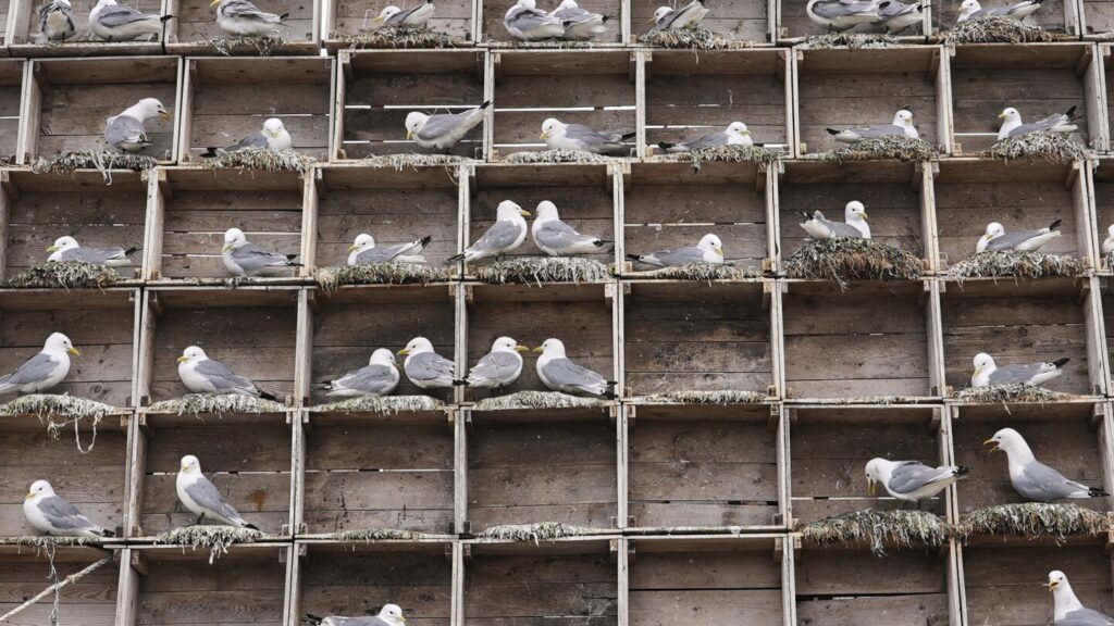 Norway's seabirds in peril from climate change, predators and bird flu