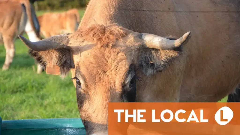 Austrian cow surprises researchers with previously unseen tool use What’s getting more expensive in Austria as inflation rises again?